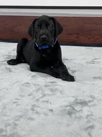 Blue Collar, a male Great Dane for sale in Plainfield, IL – Photo 5 of 10