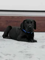 Blue Collar, a male Great Dane for sale in Plainfield, IL – Photo 10 of 10