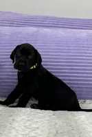 Black female AKC Green collar, a female Great Dane for sale in Plainfield, IL – Photo 6 of 8