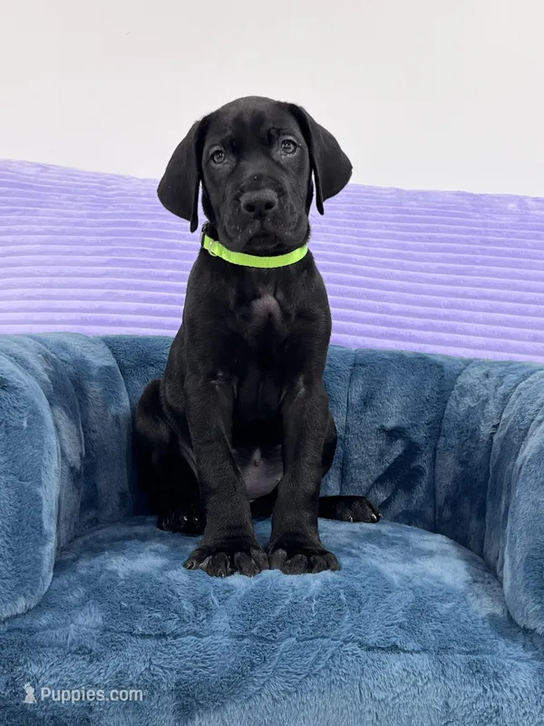 Black female AKC Green collar