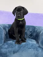 Black female AKC Green collar, a female Great Dane for sale in Plainfield, IL – Photo 3 of 8