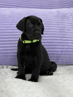 Black female AKC Green collar, a female Great Dane for sale in Plainfield, IL – Photo 4 of 8