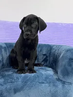 Black female AKC Green collar, a female Great Dane for sale in Plainfield, IL – Photo 2 of 8