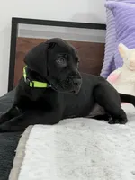 Black female AKC Green collar, a female Great Dane for sale in Plainfield, IL – Photo 7 of 8