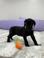 Black female AKC Green collar, a female Great Dane for sale in Plainfield, IL – Photo 5 of 8