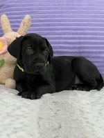 Black female AKC Green collar, a female Great Dane for sale in Plainfield, IL – Photo 8 of 8