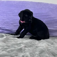 Black female (AKC), a female Great Dane for sale in Plainfield, IL – Photo 2 of 10