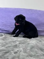 Black female (AKC), a female Great Dane for sale in Plainfield, IL – Photo 2 of 10