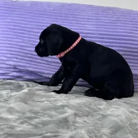 Black female (AKC), a female Great Dane for sale in Plainfield, IL – Photo 5 of 10