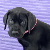 Black female (AKC), a female Great Dane for sale in Plainfield, IL – Photo 4 of 10