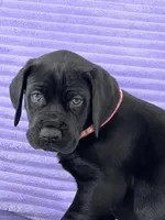 Black female (AKC), a female Great Dane for sale in Plainfield, IL – Photo 4 of 10