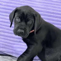 Black female (AKC), a female Great Dane for sale in Plainfield, IL – Photo 6 of 10