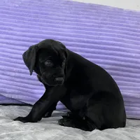 Black female (AKC), a female Great Dane for sale in Plainfield, IL – Photo 8 of 10