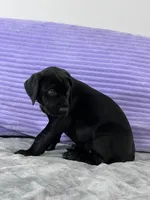 Black female (AKC), a female Great Dane for sale in Plainfield, IL – Photo 8 of 10