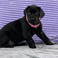 Black female (AKC), a female Great Dane for sale in Plainfield, IL – Photo 9 of 10