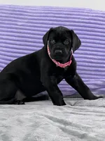 Black female (AKC), a female Great Dane for sale in Plainfield, IL – Photo 9 of 10