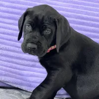 Black female (AKC), a female Great Dane for sale in Plainfield, IL – Photo 3 of 10