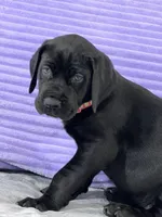 Black female (AKC), a female Great Dane for sale in Plainfield, IL – Photo 3 of 10