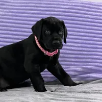 Black female (AKC), a female Great Dane for sale in Plainfield, IL – Photo 7 of 10