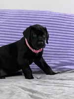 Black female (AKC), a female Great Dane for sale in Plainfield, IL – Photo 7 of 10