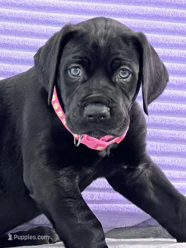 Black female (AKC)