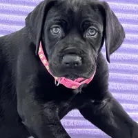 Black female (AKC), a female Great Dane for sale in Plainfield, IL – Photo 1 of 10