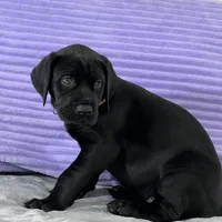 Black female (AKC), a female Great Dane for sale in Plainfield, IL – Photo 10 of 10