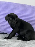 Black female (AKC), a female Great Dane for sale in Plainfield, IL – Photo 10 of 10