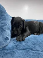 Light Blue Collar, a female Great Dane for sale in Plainfield, IL – Photo 4 of 7