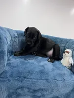 Light Blue Collar, a female Great Dane for sale in Plainfield, IL – Photo 6 of 7