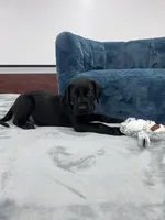 Light Blue Collar, a female Great Dane for sale in Plainfield, IL – Photo 3 of 7