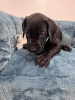 Light Blue Collar, a female Great Dane for sale in Plainfield, IL – Photo 7 of 7