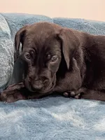 Light Blue Collar, a female Great Dane for sale in Plainfield, IL – Photo 5 of 7