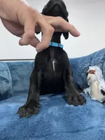 Light Blue Collar, a female Great Dane for sale in Plainfield, IL – Photo 2 of 7