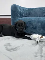 Light Blue Collar, a female Great Dane for sale in Plainfield, IL – Photo 1 of 7