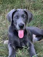 Blue female (Pink collar), a female Great Dane for sale in Plainfield, IL – 3 of 8