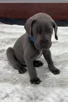 Male AKC Blue collar, a male Great Dane for sale in Plainfield, IL – Photo 7 of 10