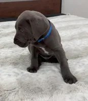 Male AKC Blue collar, a male Great Dane for sale in Plainfield, IL – Photo 5 of 10