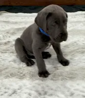 Male AKC Blue collar, a male Great Dane for sale in Plainfield, IL – Photo 2 of 10