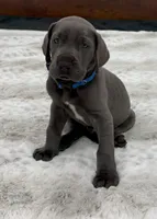 Male AKC Blue collar, a male Great Dane for sale in Plainfield, IL – Photo 1 of 10