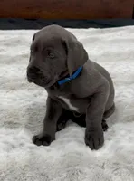 Male AKC Blue collar, a male Great Dane for sale in Plainfield, IL – Photo 6 of 10