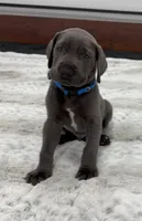 Male AKC Blue collar, a male Great Dane for sale in Plainfield, IL – Photo 8 of 10