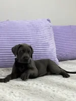 Female AKC Purple collar, a female Great Dane for sale in Plainfield, IL – Photo 2 of 8