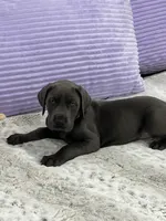 Female AKC Purple collar, a female Great Dane for sale in Plainfield, IL – Photo 7 of 8