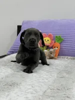 Female AKC Purple collar, a female Great Dane for sale in Plainfield, IL – Photo 6 of 8