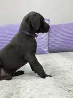 Female AKC Purple collar, a female Great Dane for sale in Plainfield, IL – Photo 5 of 8