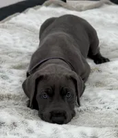 Female AKC Purple collar, a female Great Dane for sale in Plainfield, IL – Photo 8 of 8