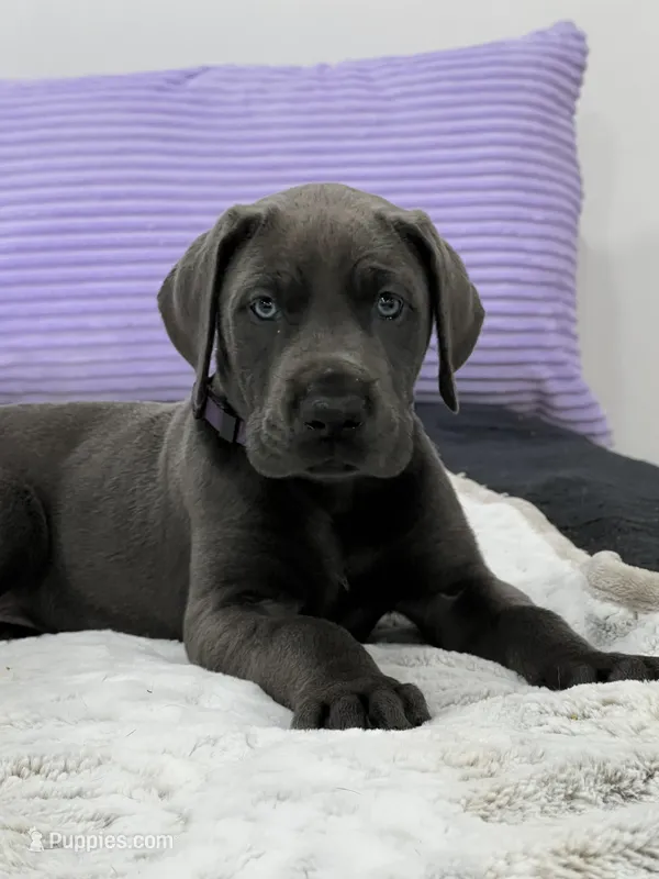 Female AKC Purple collar