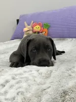 Female AKC Purple collar, a female Great Dane for sale in Plainfield, IL – Photo 3 of 8