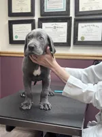 Blue male, a male Great Dane for sale in Plainfield, IL – Photo 3 of 7